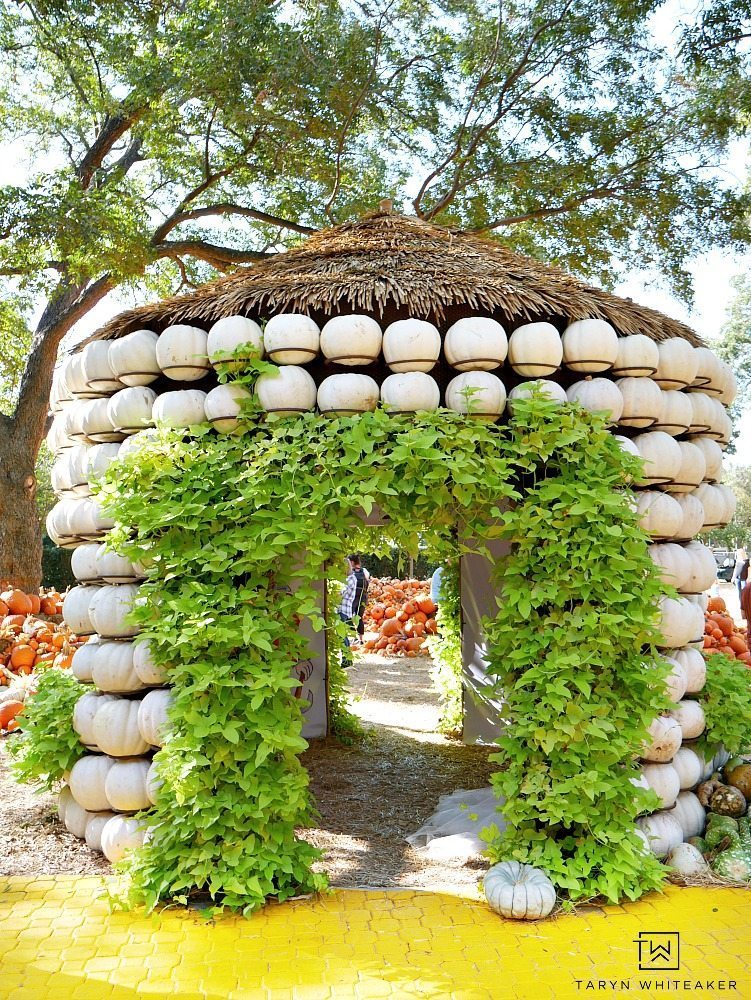 Come see what 90,000 pumpkins looks like! Fall at the Dallas Arboretum is a magical sight and full of amazing pumpkin displays!