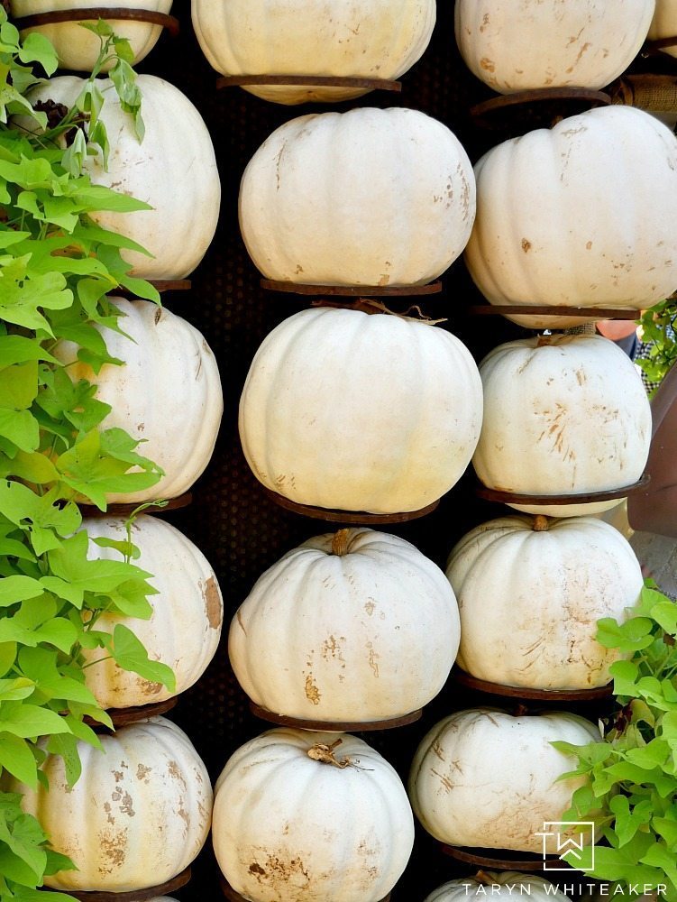 Come see what 90,000 pumpkins looks like! Fall at the Dallas Arboretum is a magical sight and full of amazing pumpkin displays!