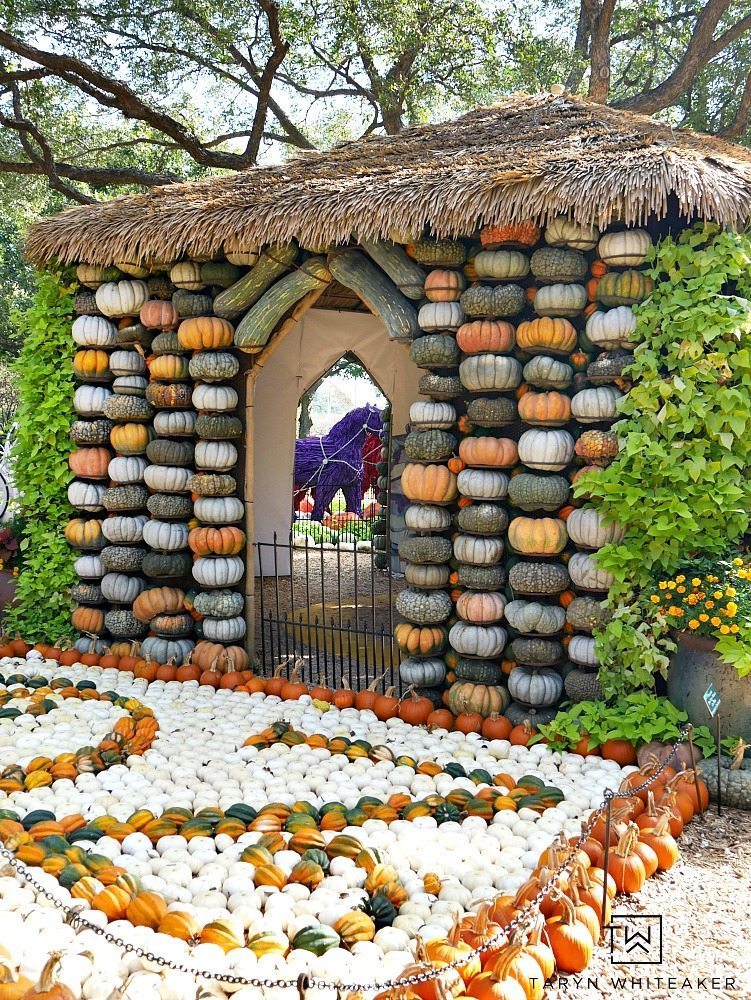 Come see what 90,000 pumpkins looks like! Fall at the Dallas Arboretum is a magical sight and full of amazing pumpkin displays!