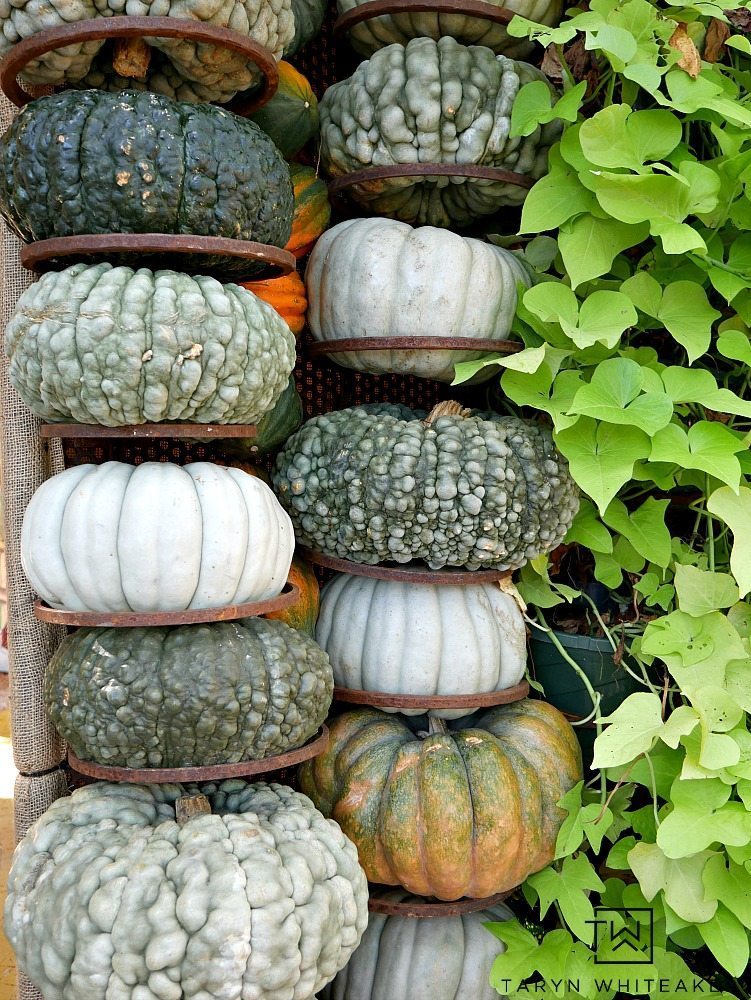 Come see what 90,000 pumpkins looks like! Fall at the Dallas Arboretum is a magical sight and full of amazing pumpkin displays!