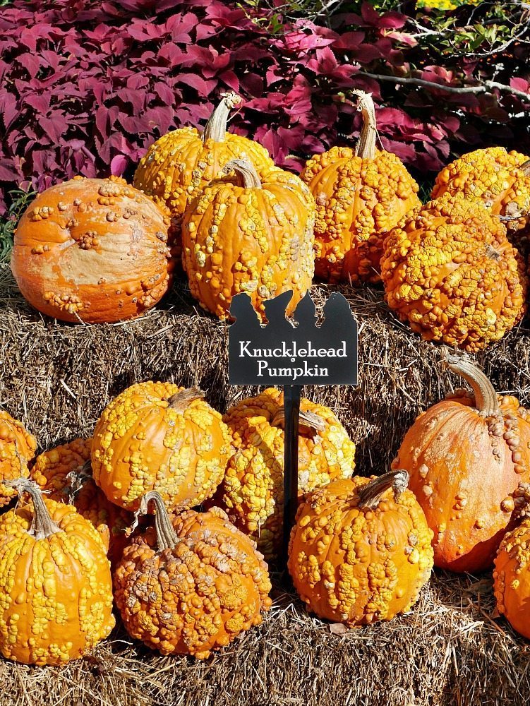 Come see what 90,000 pumpkins looks like! Fall at the Dallas Arboretum is a magical sight and full of amazing pumpkin displays!