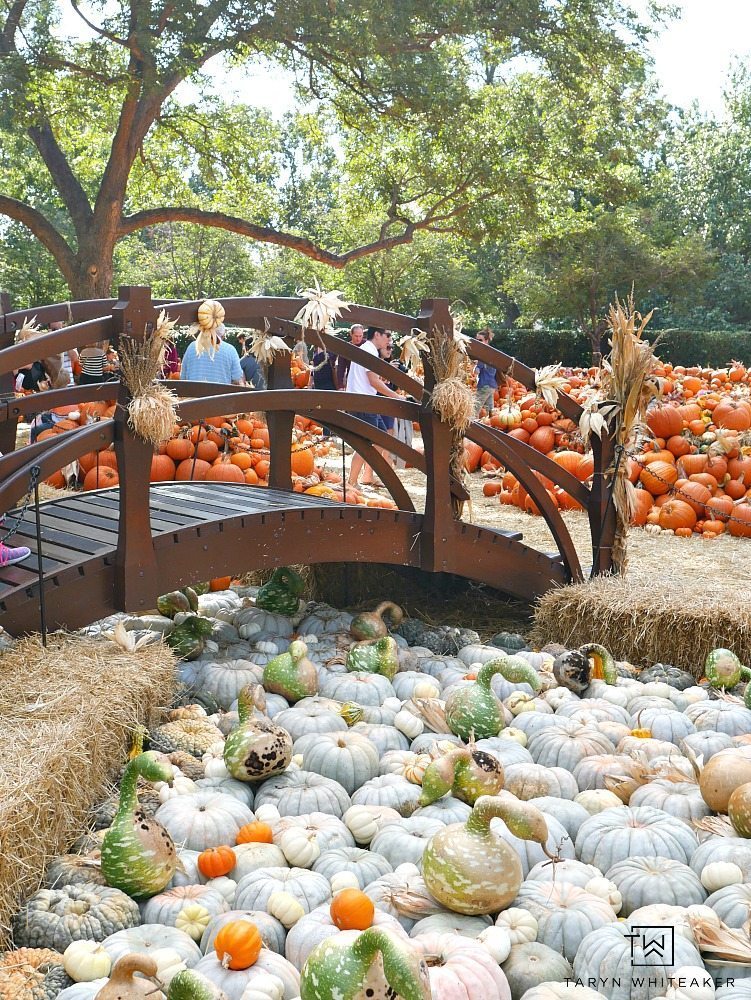 Come see what 90,000 pumpkins looks like! Fall at the Dallas Arboretum is a magical sight and full of amazing pumpkin displays!