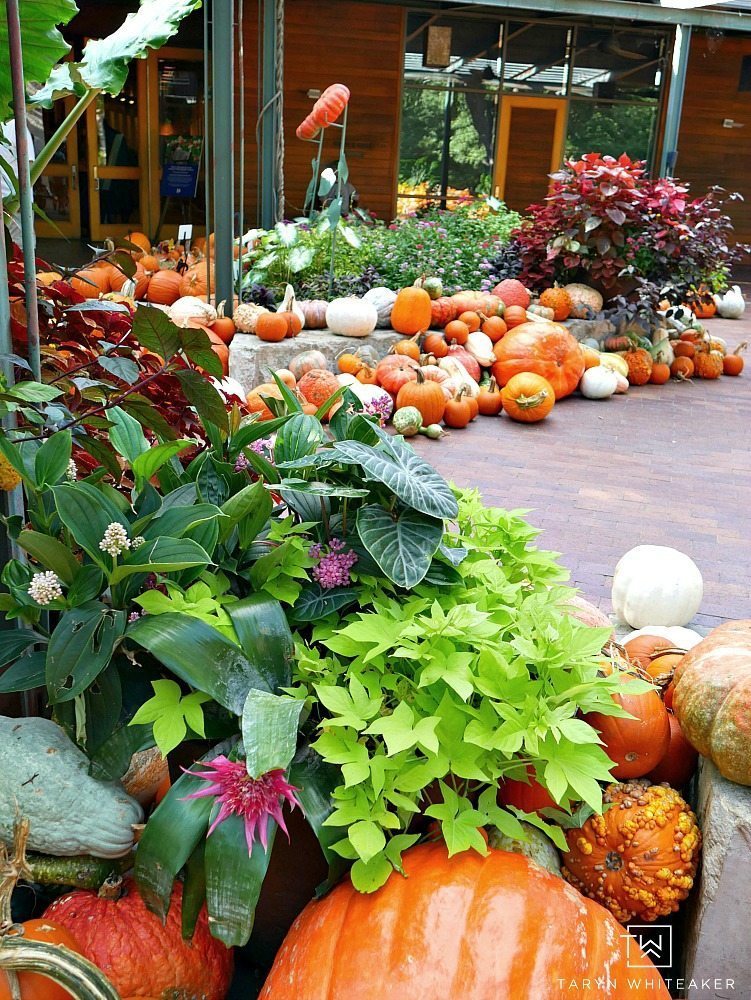 Come see what 90,000 pumpkins looks like! Fall at the Dallas Arboretum is a magical sight and full of amazing pumpkin displays!