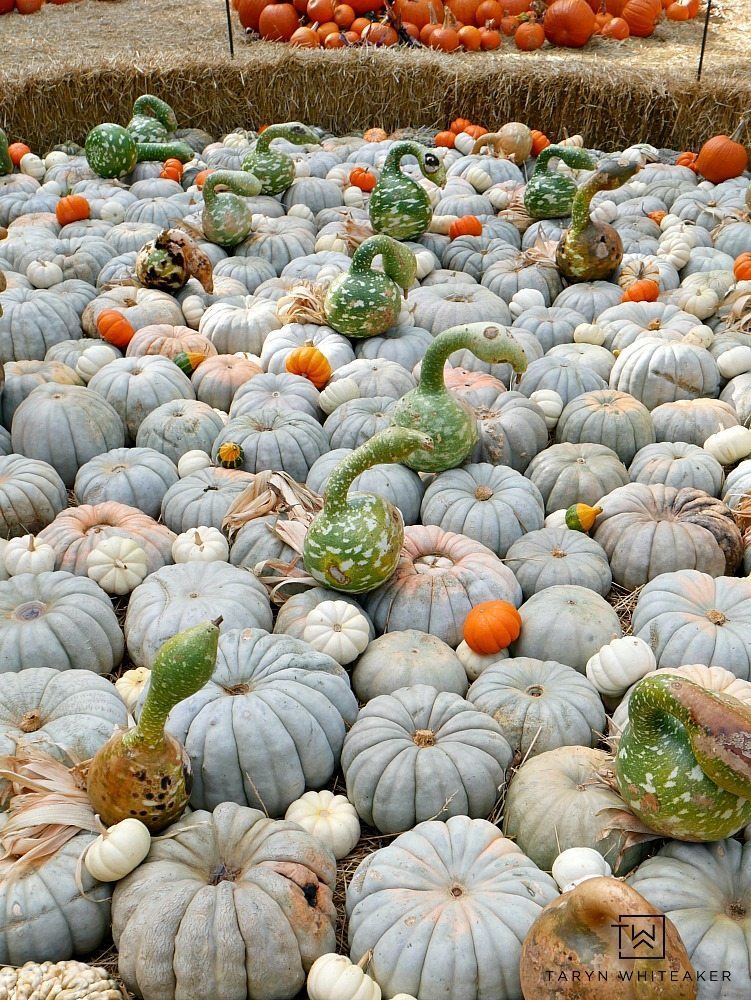 Come see what 90,000 pumpkins looks like! Fall at the Dallas Arboretum is a magical sight and full of amazing pumpkin displays!