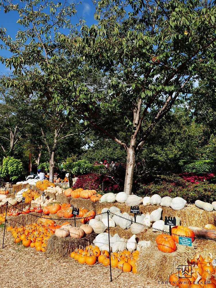 Come see what 90,000 pumpkins looks like! Fall at the Dallas Arboretum is a magical sight and full of amazing pumpkin displays!