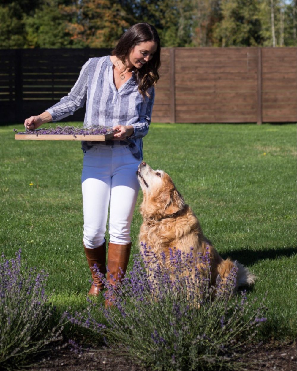 Pruning fresh lavender in the fall with sweet golden retriever by my side. 